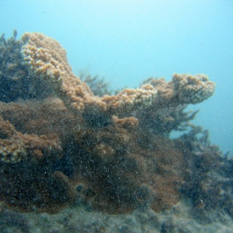 dominicanmay2007biosurveycanoladominicusiberostar 060