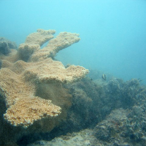 dominicanmay2007biosurveycanoladominicusiberostar 066