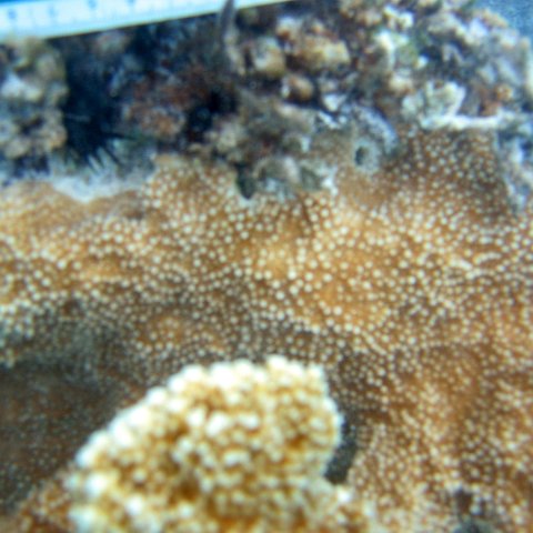 dominicanmay2007biosurveycanoladominicusiberostar 071 dominicanmay2007biosurveycanoladominicusiberostar 071