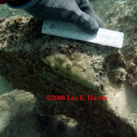 Dominican Republic other coral on Reef Ball breakwater