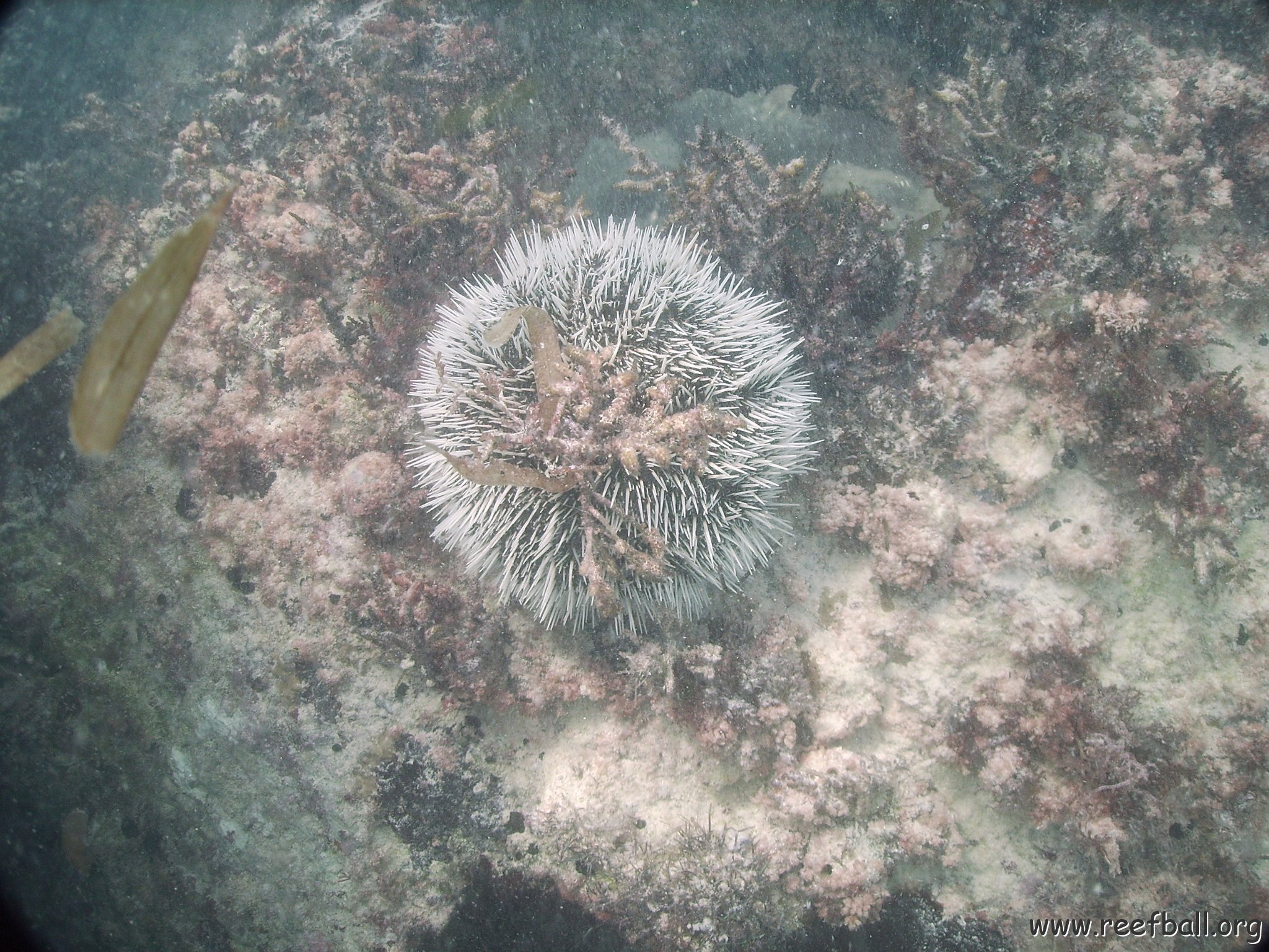 dominicanmay2007engsurveycanoladominicusiberostar 082