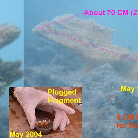 regionalreefballunderwaterbiologicalmonitoring regionalreefballunderwaterbiologicalmonitoring