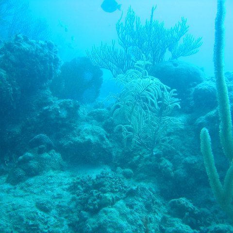 IMG_0781 IMG_0781
