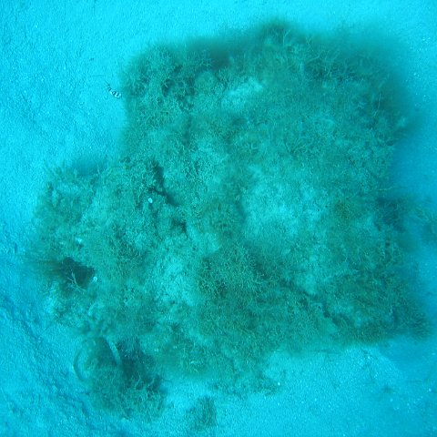 IMG_0787 IMG_0787
