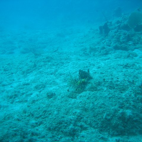 IMG_0817 IMG_0817