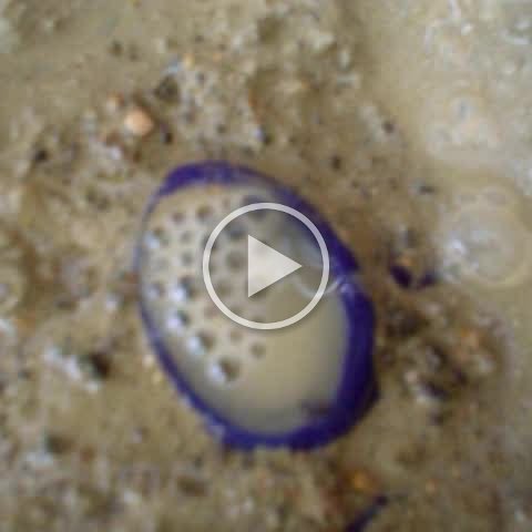 MOV00080 MOV00080