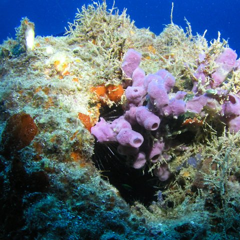 reefball 5