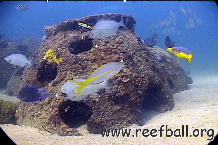 palletfish