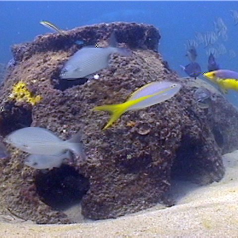 apalletfish2 apalletfish2