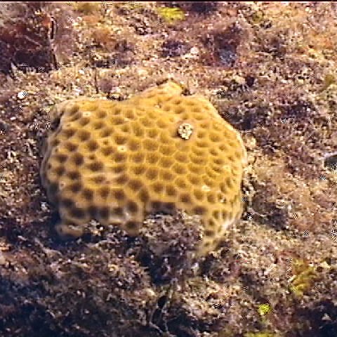 coral coral