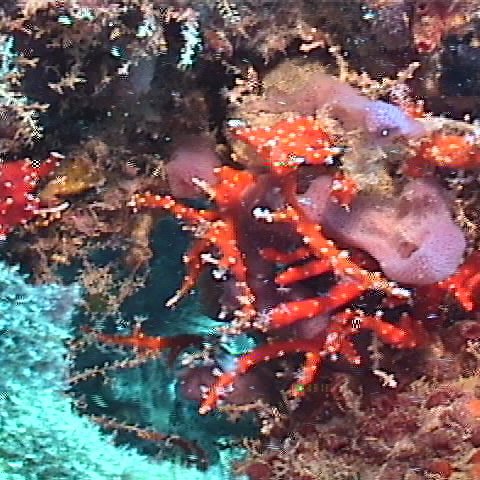 coralred coralred