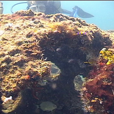 diver diver