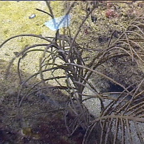 largesoftwhipcoral largesoftwhipcoral