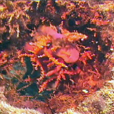 orangecoral orangecoral