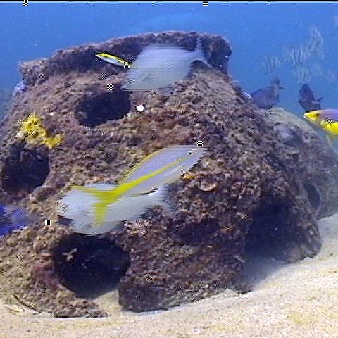 palletfish