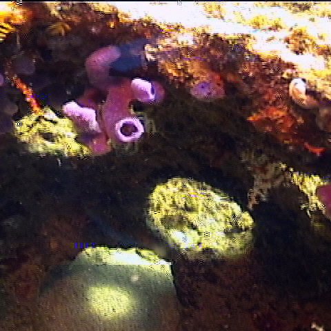 prettysponges prettysponges