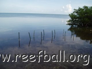 reefball mangroves low tide1 07.22.08