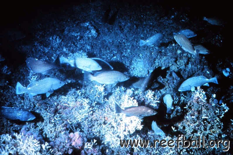 ohapcfish
