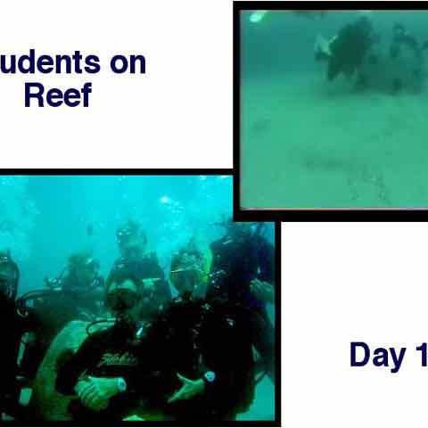 reef6