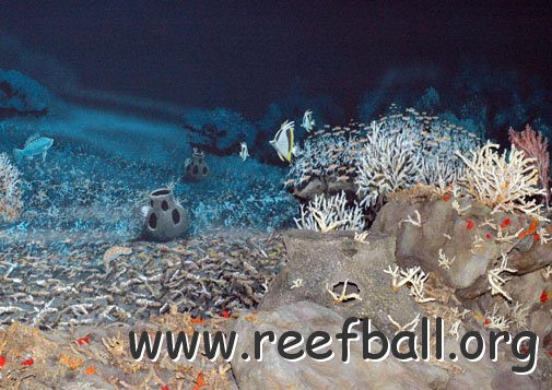 Oculina Reefball and mural