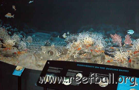 Oculina Reefball