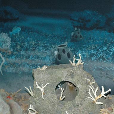 Smithsonian Marine Ecosystems Exhibit Reef Ball Display