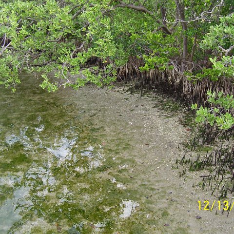 North Causeway Island Inspection 121306 005