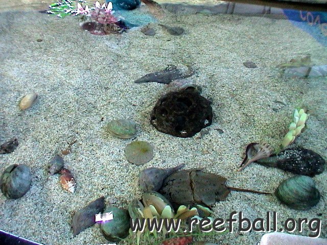 Mote shark tank 10 05 (34) 