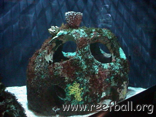 Mote shark tank 10 05 (51) 