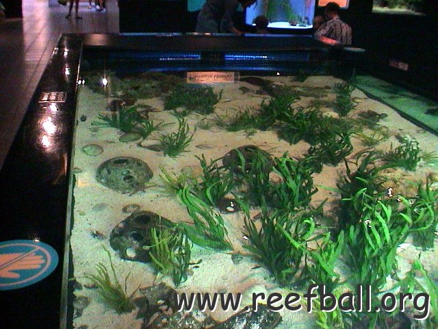 Mote shark tank 10 05 (54) 