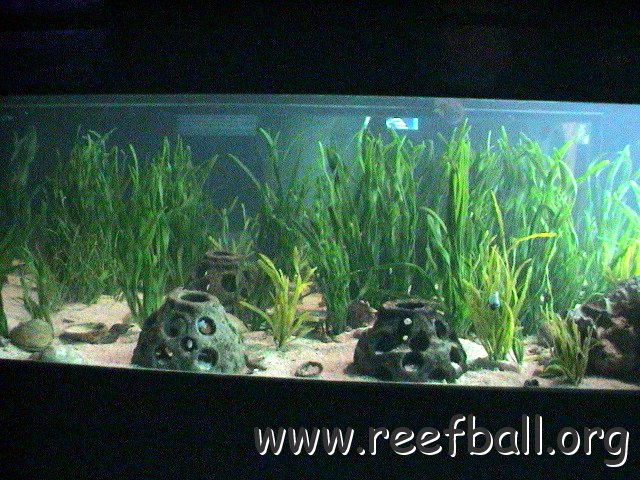 Mote shark tank 10 05 (55) 