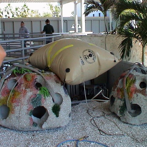 Mote shark tank 10 05 (3) Mote shark tank 10 05 (3)