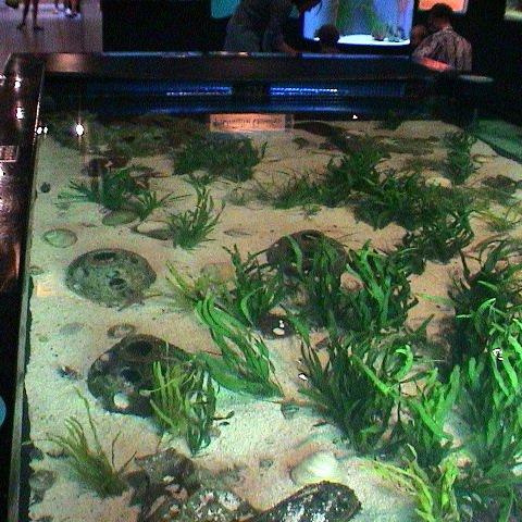 Mote shark tank 10 05 (54) Mote shark tank 10 05 (54)