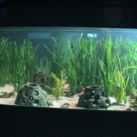 Mote shark tank 10 05 (55) Mote shark tank 10 05 (55)