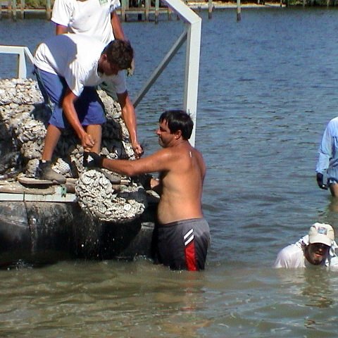 SBEP oyster proj (30) SBEP oyster proj (30)