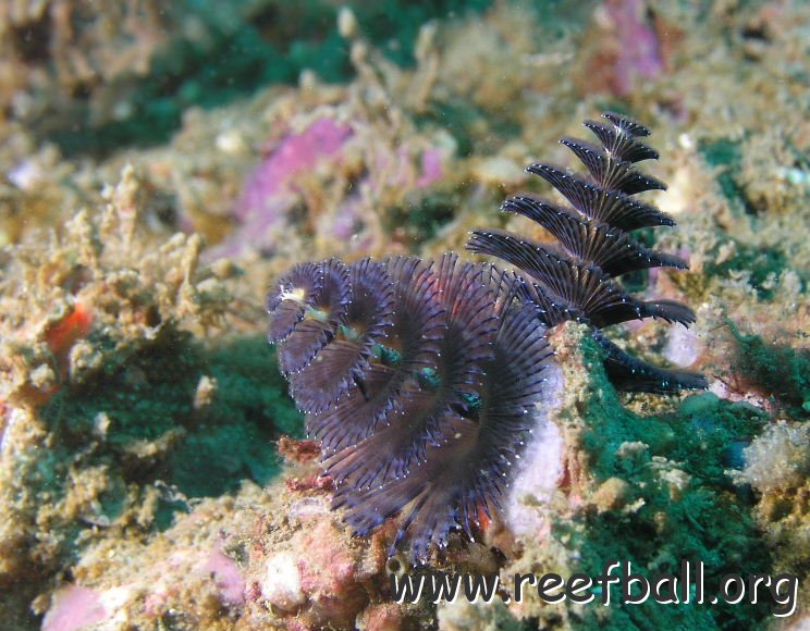 115821059.ExWQGo3S.ChristmasTreeWorm