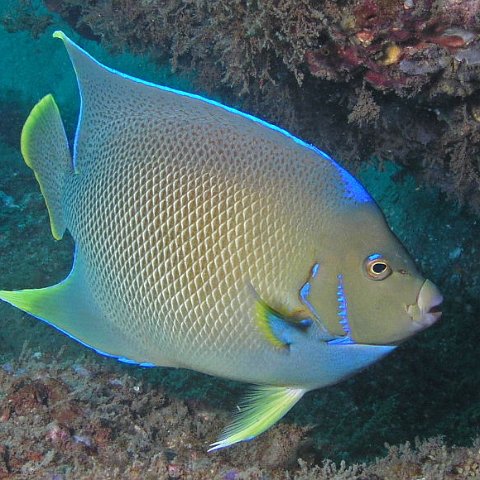 115821057.TIiBTo9v.BlueAngelfish3 115821057.TIiBTo9v.BlueAngelfish3
