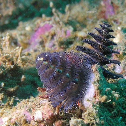 115821059.ExWQGo3S.ChristmasTreeWorm 115821059.ExWQGo3S.ChristmasTreeWorm