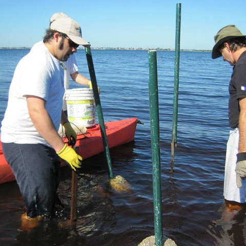 mangroveprojectjasonstingray