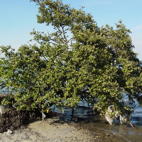 dsc00396 dsc00396