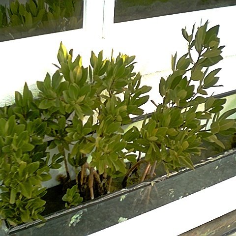 Mangrove tank Mangrove tank