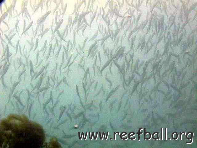 fishoverreefballs