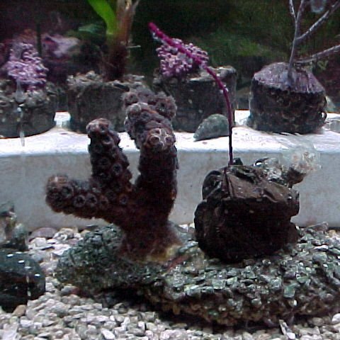 researchtankforcoralpropagationexperiments researchtankforcoralpropagationexperiments