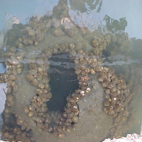 getimg(4) 