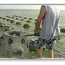 Tampa Bay Watch's Macdill Airforce Base Submerged Reef Ball Breakwater Project