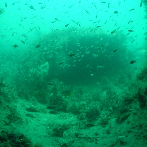 P7072660 P7072660
