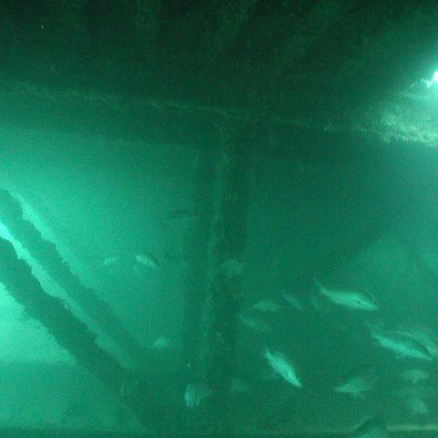 P7072720 P7072720