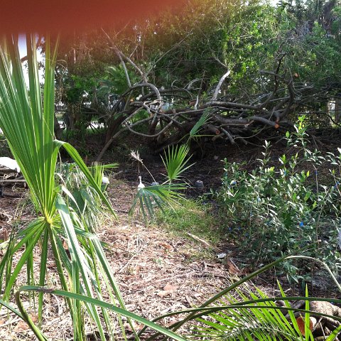 VeniceMangroveRestoration