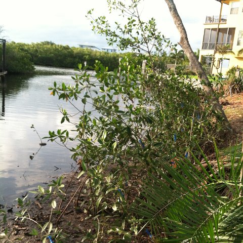 IMG_0597 IMG_0597