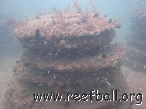 reef_1_year